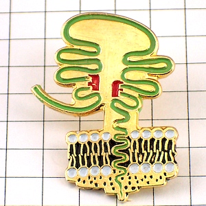 ピンバッジ・体の仕組み医学