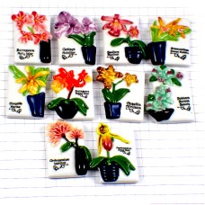フェブ・鉢植えの花々１２種類 FEVE FLOWER