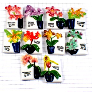 フェブ・鉢植えの花々１２種類 FEVE FLOWER