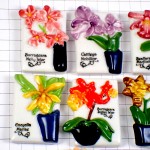 フェブ・鉢植えの花々１２種類 FEVE FLOWER