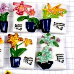 フェブ・鉢植えの花々１２種類 FEVE FLOWER