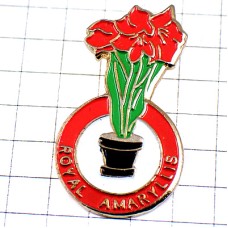 ピンバッジ・アマリリスの赤い花鉢植え AMARYLLIS