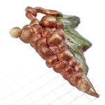 ピンバッジ・ワイン葡萄酒ブドウの房レジン製